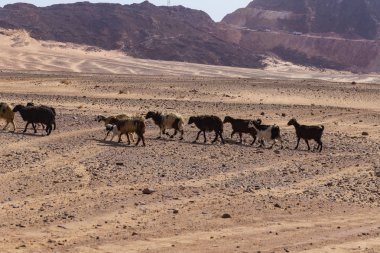 Sina Yarımadası çölünde bir koyun ve keçi sürüsü. Aşırı koşullarda yaşayan hayvanlar. Mısır. 