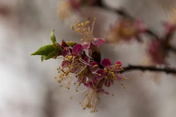 Inflorescências Damasco Ovário Fruta Mudanças Primavera Vida Vegetal Depois Chuva — Fotografia de Stock