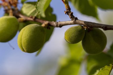 Meyve kayısı yumurtalığını. Meyve geliştirme, başlangıç aşaması. Yeşil kayısı yumurtalığı.