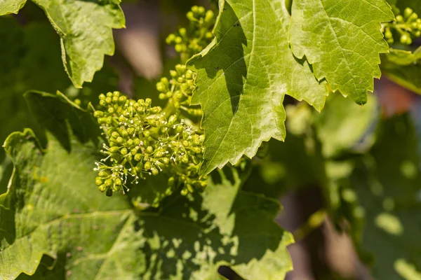 Viticulture - flowers of the vine. Wine-making. Technology of wine production. Wine production in Moldova.