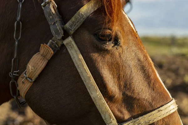 Retrato Cavalo Vermelho Pôr Sol Mare Pasto Freio Cabeça Cavalo — Fotografia de Stock
