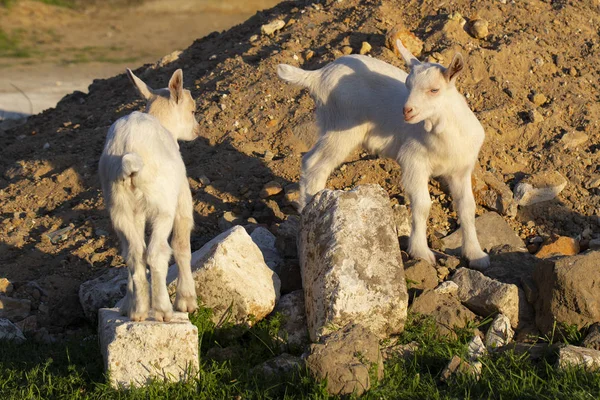 2つの小さな子供のヤギ 楽しみを持っている白い双子 新生児のヤギは外の世界と知り合いになる ペットの繁殖と成長 家庭の庭で子供の頃のヤギ — ストック写真