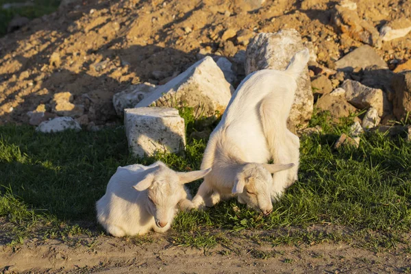 Δύο Μικρά Κατσικάκια Λευκά Δίδυμα Διασκεδάζουν Νεογέννητα Κατσίκια Γνωρίζονται Τον — Φωτογραφία Αρχείου
