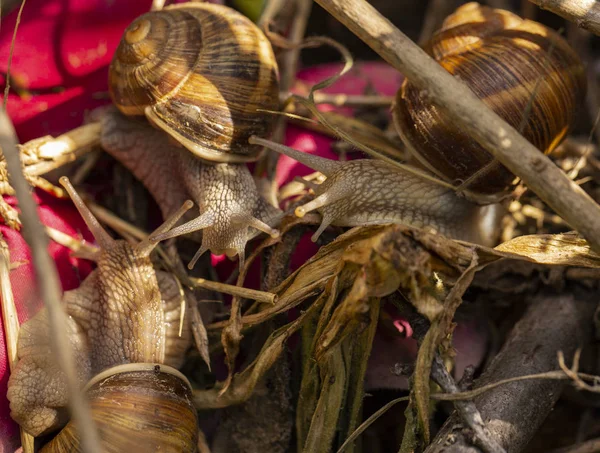 Helix Pomatia Romersk Vinröd Snigel Escargot Art Stor Ätlig Luft — Stockfoto