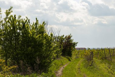 Chisinau'nun eteklerinde ki üzüm bağı. Moldova'da şarapçılık. İlkbaharda tarım.