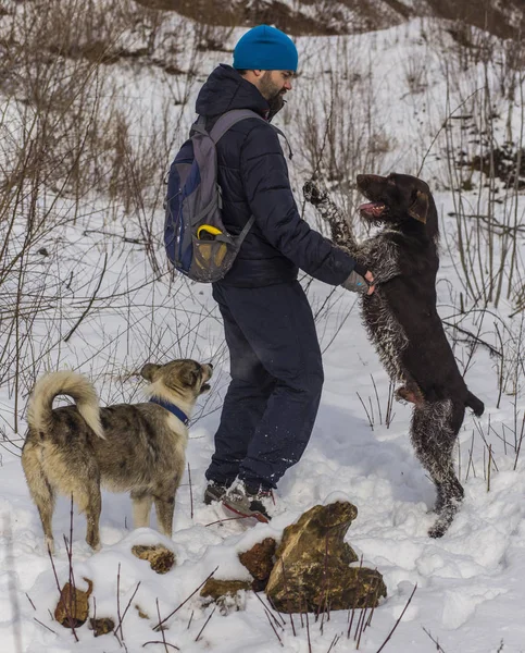 A photographer in the winter takes pictures of dogs. German Wirehaired Pointer.