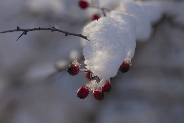 俗称山楂 刺苹果 白或鹰莓 浆果成熟了 在冬天成了鸟类的食物 冬天的风景与雪 — 图库照片