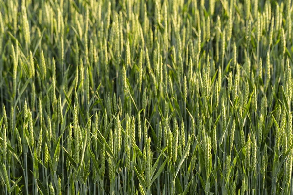 Grünes Getreide Während Der Blüte Getreidefeld Platz Für Weizen Land — Stockfoto