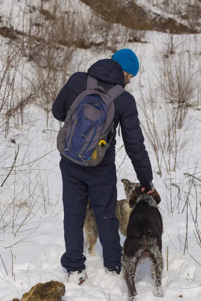 A photographer in the winter takes pictures of dogs. German Wirehaired Pointer.