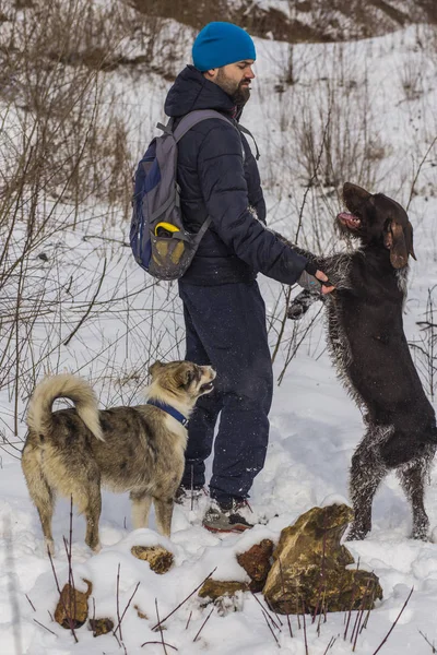 A photographer in the winter takes pictures of dogs. German Wirehaired Pointer.