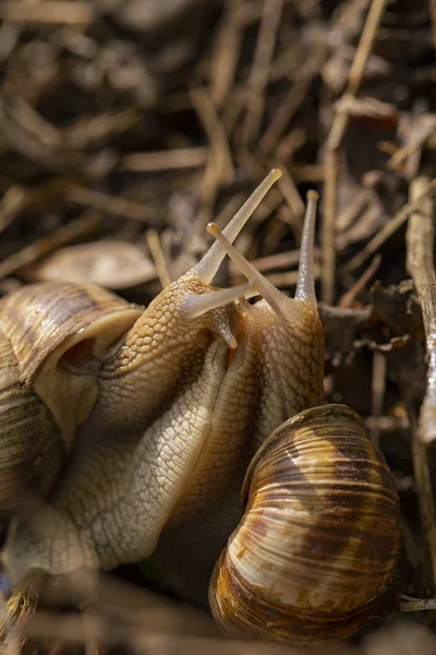 Helix Pomatia Romersk Vinröd Snigel Escargot Art Stor Ätlig Luft — Stockfoto