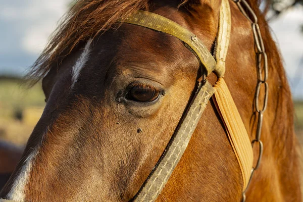 Портрет Красной Лошади Закате Кобыла Пастбище Уздечка Голове Лошади — стоковое фото