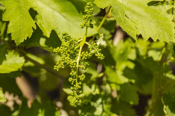 Wijnbouw Bloemen Van Wijnstok Regen Wijn Maken Technologie Van Wijnproductie — Stockfoto