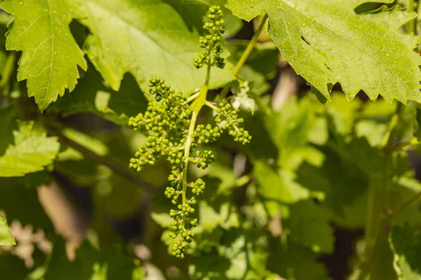 Viticulture Fleurs Vigne Après Pluie Vinification Technologie Production Vin Production — Photo