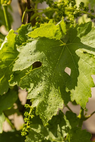 Viticulture - flowers of the vine after the rain. Wine-making. Technology of wine production. Wine production in Moldova.