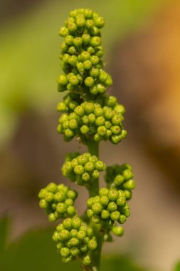 Viticulture-asma çiçekler. Şarap yapımı. Şarap üretimi teknolojisi. Moldova 'da şarap üretimi.