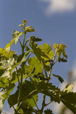 Viticulture-asma çiçekler. Şarap yapımı. Şarap üretimi teknolojisi. Moldova 'da şarap üretimi.