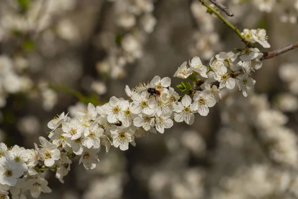 Цвіте Слива Квітні Білі Квіти Фруктового Дерева Бджоли Інші Комахи — стокове фото