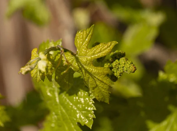 Viticulture - flowers of the vine. Wine-making. Technology of wine production. Wine production in Moldova.