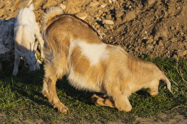 Newborn Goats Gets Acquainted World Breeding Growing Pets Childhood Goats — Stock Photo, Image