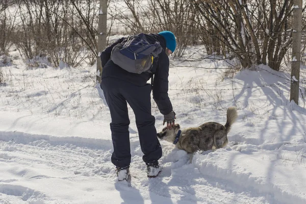 A photographer in the winter takes pictures of dogs. German Wirehaired Pointer.