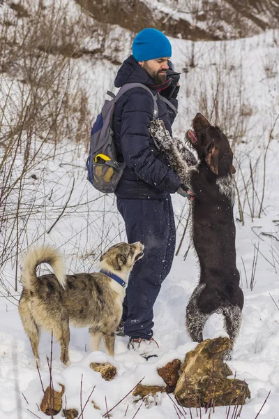 A photographer in the winter takes pictures of dogs. German Wirehaired Pointer.