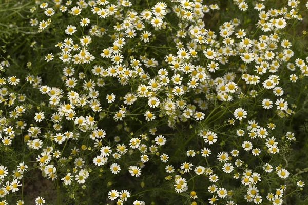 Kwitnące Dzikie Kwiaty Matricaria Chamomilla Lub Matricaria Recutita Lub Rumianek — Zdjęcie stockowe