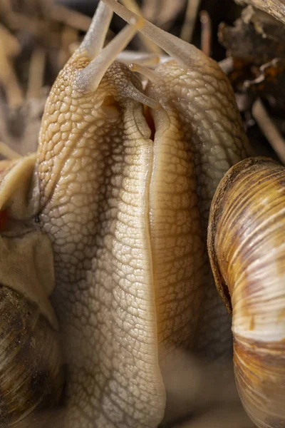 Helix Pomatia Romersk Vinröd Snigel Escargot Art Stor Ätlig Luft — Stockfoto