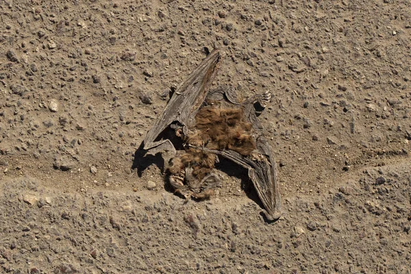 Road war - Dead, flattened, dry bat. Cold-blooded murder. Death from the car. The terrible end of the creepy.