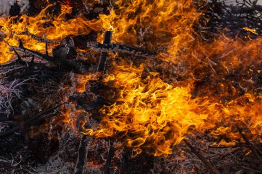 Yanan ateş. Yanan ağaç dalları. Baharın gelişine adanmış pagan ayini. Shrovetide'de büyük şenlik ateşi. Auto-da-fe, kamu ceza ritüeli, kazıkta yanan.