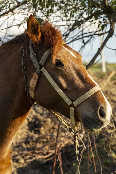 Retrato Cavalo Vermelho Pôr Sol Mare Pasto Freio Cabeça Cavalo — Fotografia de Stock