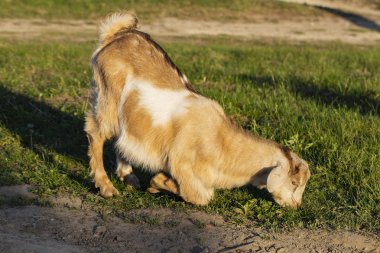 Yeni doğan keçi dış dünya ile aşina. Üreme ve evcil hayvan büyüyor. Çocukluk keçi ev bahçesinde.