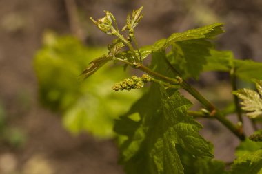 Viticulture-asma çiçekler. Şarap yapımı. Şarap üretimi teknolojisi. Moldova 'da şarap üretimi.
