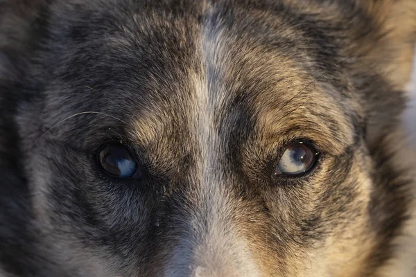 Male dog of the Australian Shepherd in the winter forest. Strange eyes of a predator.