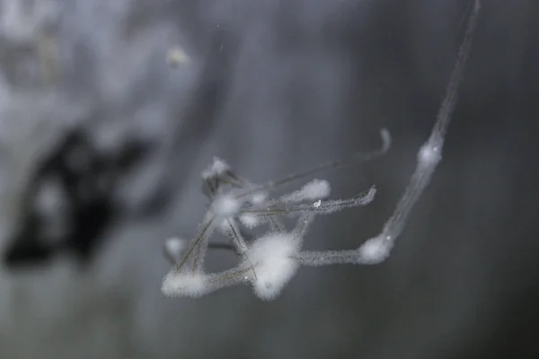 Penészes Pók Bőrt Pholcus Phalangioides Más Néven Longtestű Pince Pók — Stock Fotó