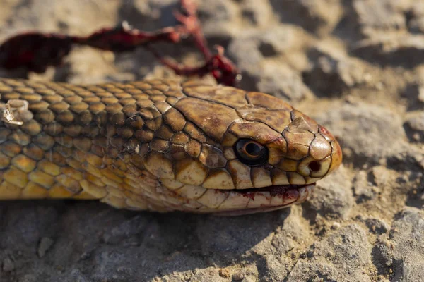 Dead snake. Head close-up. Road wars - death of a Reptile from the car. The killing of a animal. Caspian whipsnake (caspius) also known as the large whipsnake (Dolichophis/Coluber).