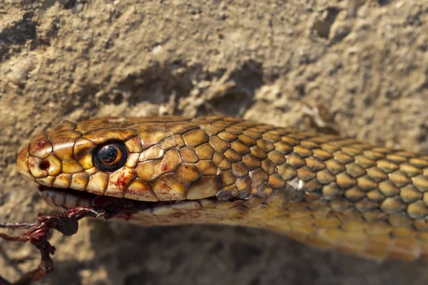 死んだヘビ頭をクローズアップ ロードウォーズ 車から爬虫類の死 動物の殺害大きなホイップスネークとしても知られるカスピアンホイップスネーク カスピス ドリコフィス コルバー — ストック写真