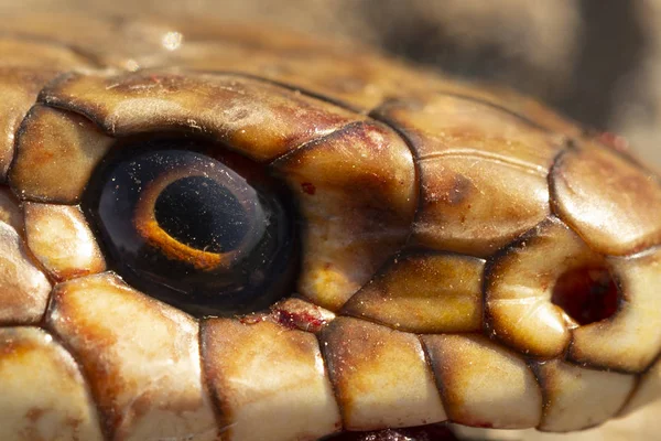 머리를 클로즈업합니다 차에서 파충류의 동물의 카스피 채찍뱀 카스피 뱀으로 알려진 — 스톡 사진