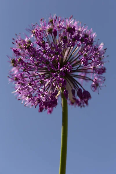 Μωβ Αίσθηση Allium Μοναδικές Σχήμα Σφαίρας Ανθίζει Αποτελείται Από Εκατοντάδες — Φωτογραφία Αρχείου