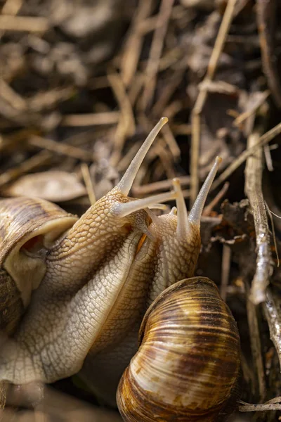 Helix Pomatia Romersk Vinröd Snigel Escargot Art Stor Ätlig Luft — Stockfoto