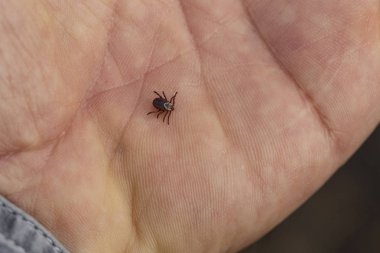 Ixodes ricinus, hint fasulyesi kene, sert gövdeli kene başlıca Avrupa türüdür. Taşıyıcı Lyme hastalığı ve insan kolunda kene kaynaklı ensefalit.