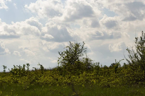 Viñedo Las Afueras Chisinau Elaboración Vinos Moldova Agricultura Primavera — Foto de Stock