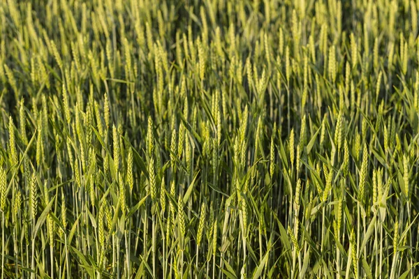 Grünes Getreide Während Der Blüte Getreidefeld Platz Für Weizen Land — Stockfoto