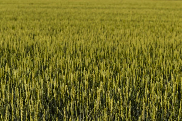 Cereales Verdes Durante Floración Campo Grano Espacio Para Trigo Terrenos — Foto de Stock