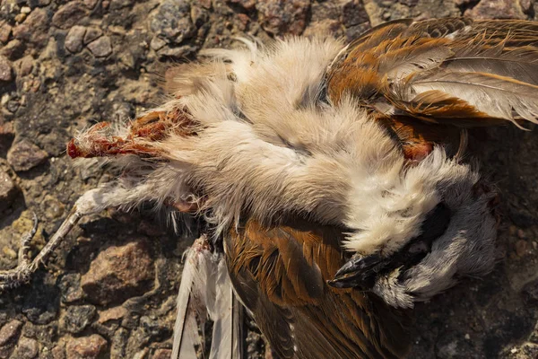 Martwy Ptak Wojny Drogowe Śmierć Shrike Zabicie Ptaka Śmierć Samochodu — Zdjęcie stockowe