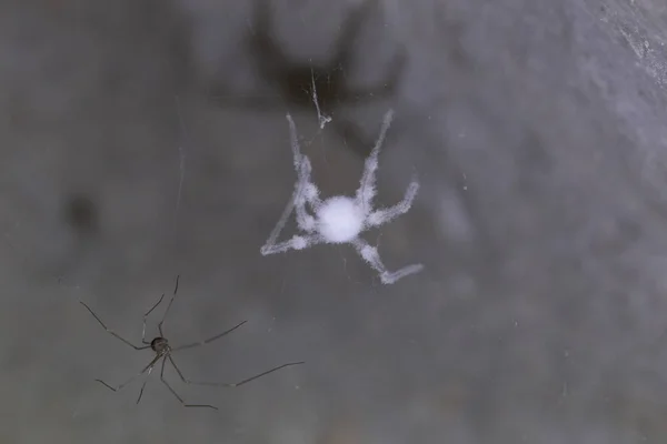 Möglig Spindel Hud Pholcus Phalangioides Även Känd Som Den Longtrehjuliga — Stockfoto