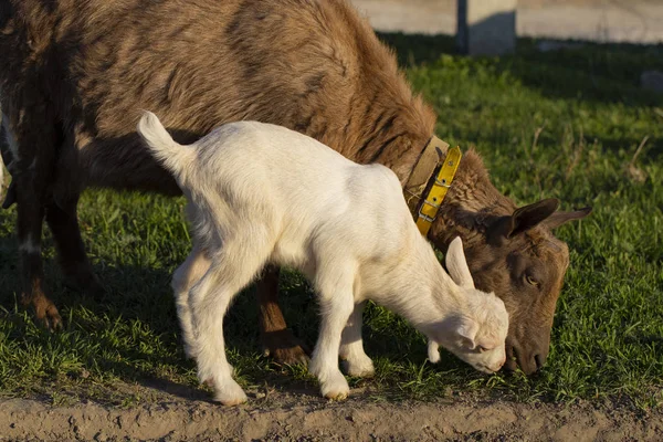 Goat Teaches Young Kids Nibble Grass Two Little Kid Goats — Stock Photo, Image