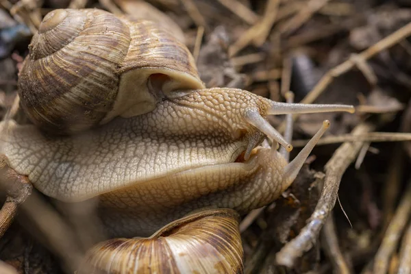 Helix Pomatia Romersk Vinröd Snigel Escargot Art Stor Ätlig Luft — Stockfoto