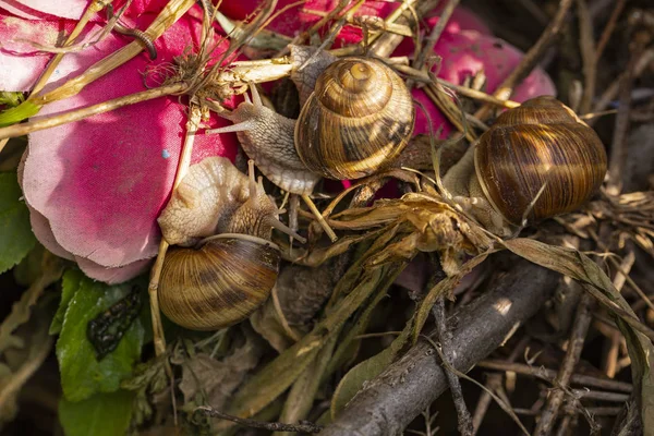 Helix Pomatia Romersk Vinröd Snigel Escargot Art Stor Ätlig Luft — Stockfoto