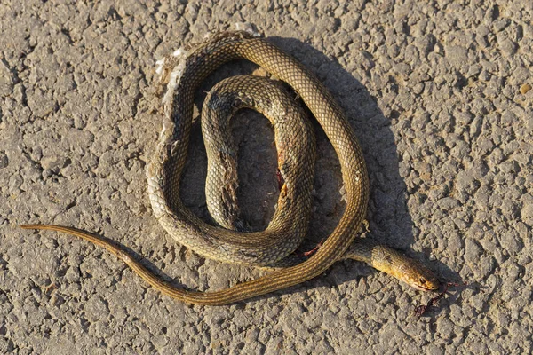 死んだヘビロードウォーズ 車から爬虫類の死 動物の殺害大きなホイップスネークとしても知られるカスピアンホイップスネーク カスピス ドリコフィス コルバー — ストック写真
